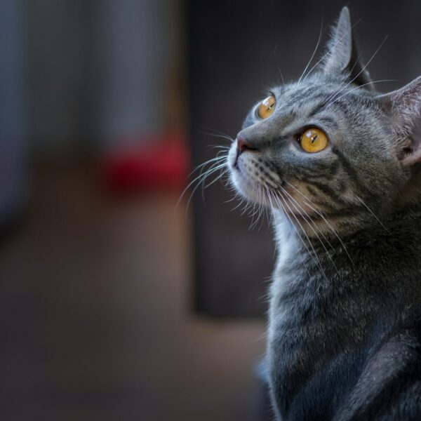 selective focus photography of gray cat