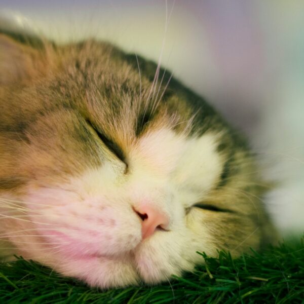 brown and white tabby cat lying on green grass